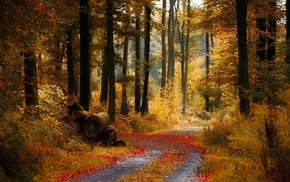 autumn, forest, road