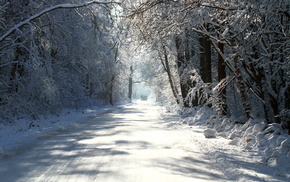 trees, road, winter