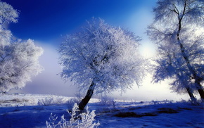 white, trees, blue, snow, winter