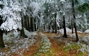 trees, winter, forest