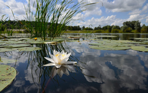 surface, nature, pond, reflection, lake