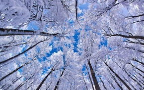 winter, sky, snow, trees