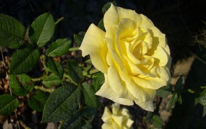 rose, flowers, dew