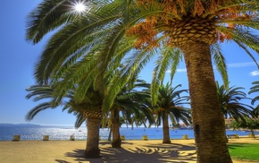 nature, palm trees, sea, Sun