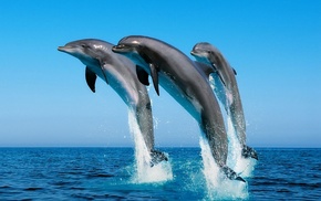 stunner, sea