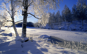 forest, winter, trees, river, snow