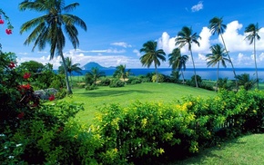 palm trees, nature, plants, glade