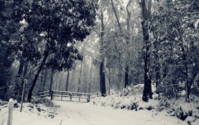 forest, winter, trees, snow