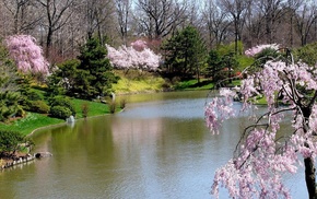 nature, grass, pond