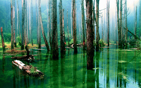 forest, water, nature, trees