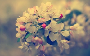 closeup, flowers, nature