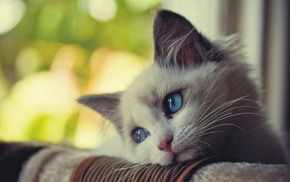 blue eyes, animals, cat, kitten