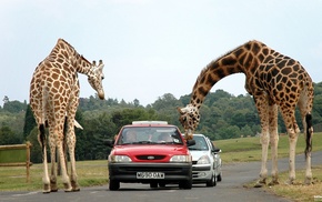 animals, road, car