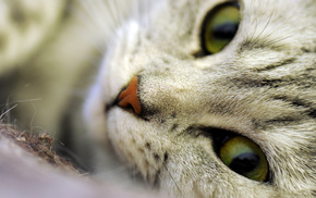 macro, cat