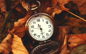 wallpaper, macro, clocks, leaves