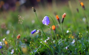 flowers, wallpaper, summer