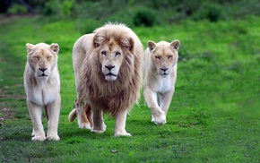 animals, lion