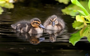 nature, animals, water
