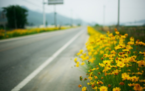 flowers, macro, road