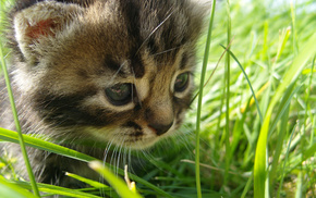 kitten, animals, grass