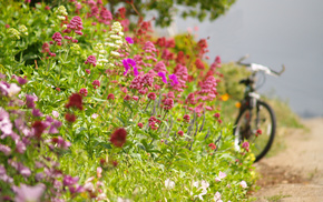 road, flowers, bicycle