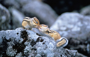 animals, stones