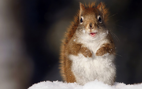 animals, snow, squirrel