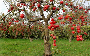 apples, autumn, nature