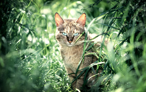 wallpaper, animals, grass, summer