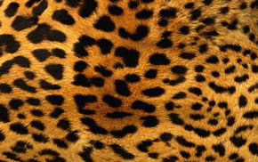 leopard, orange