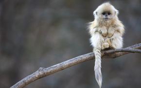 China, animals