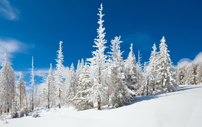 forest, nature, snow, winter