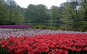 nature, park