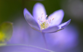 blue, flowers, flower