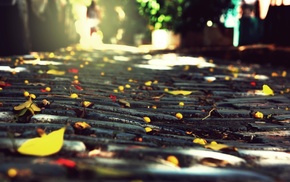 macro, foliage, stones, autumn, city