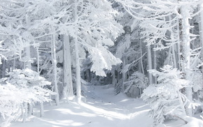 nature, snow, forest, winter