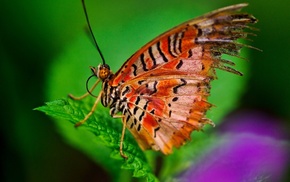 nature, animals, butterfly