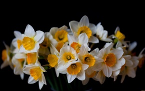 flowers, wallpaper