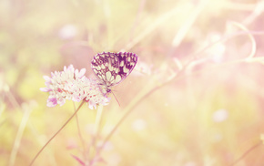 field, light, flower, macro, butterfly