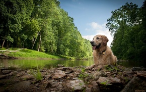 dog, nature