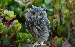 animals, bird, leaves, forest, owl