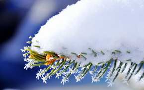 macro, snow, branch, winter