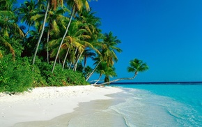 sea, palm trees, sand, nature