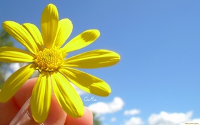 petals, flowers