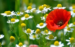 chamomile, field, poppies, flowers