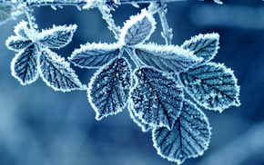 frost, morning, rose, winter, leaves