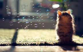 animals, bubbles