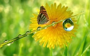 macro, reflection