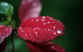 drops, macro, leaves