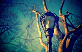 macro, twigs, sky, street